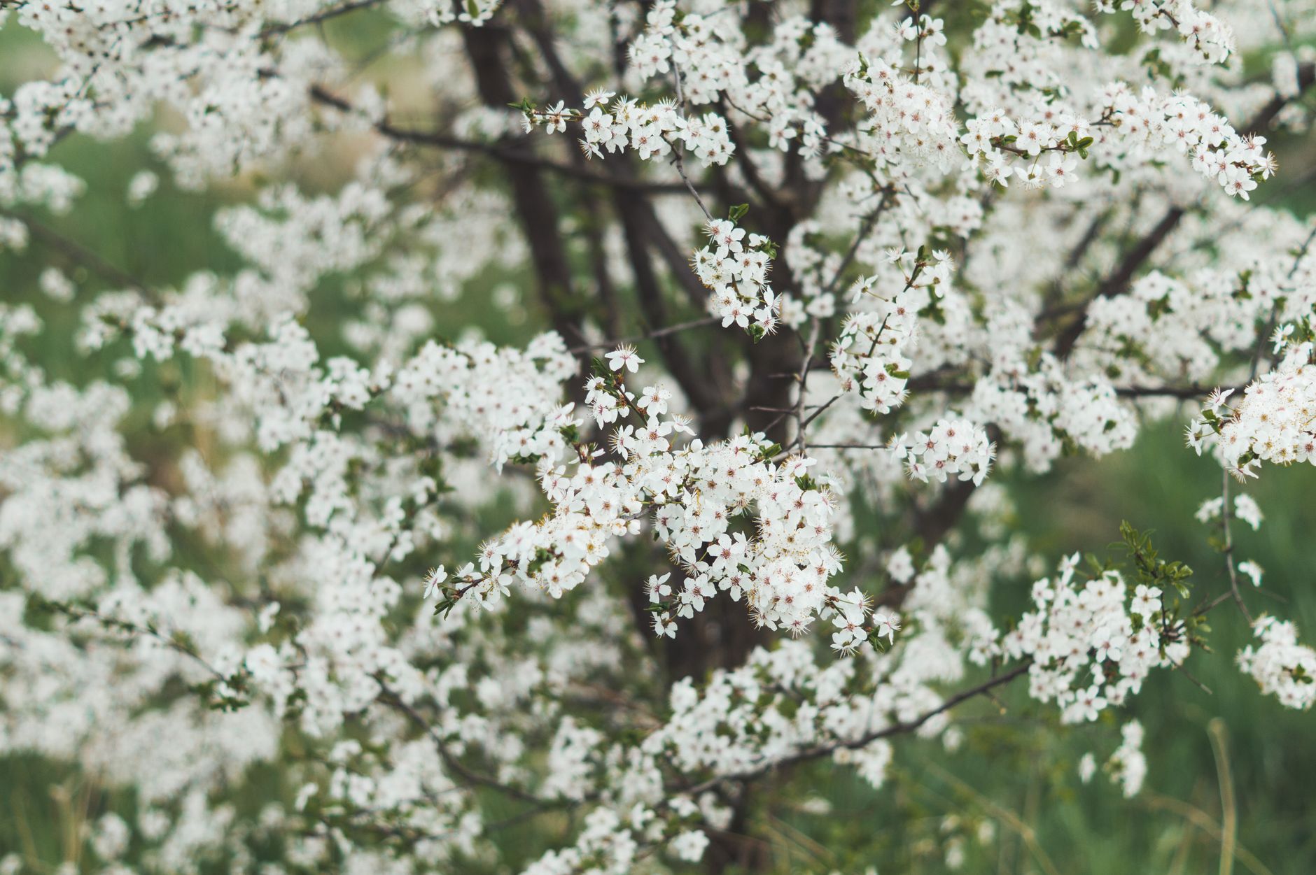 Arbre de cerisier en fleurs, symbole du printemps.