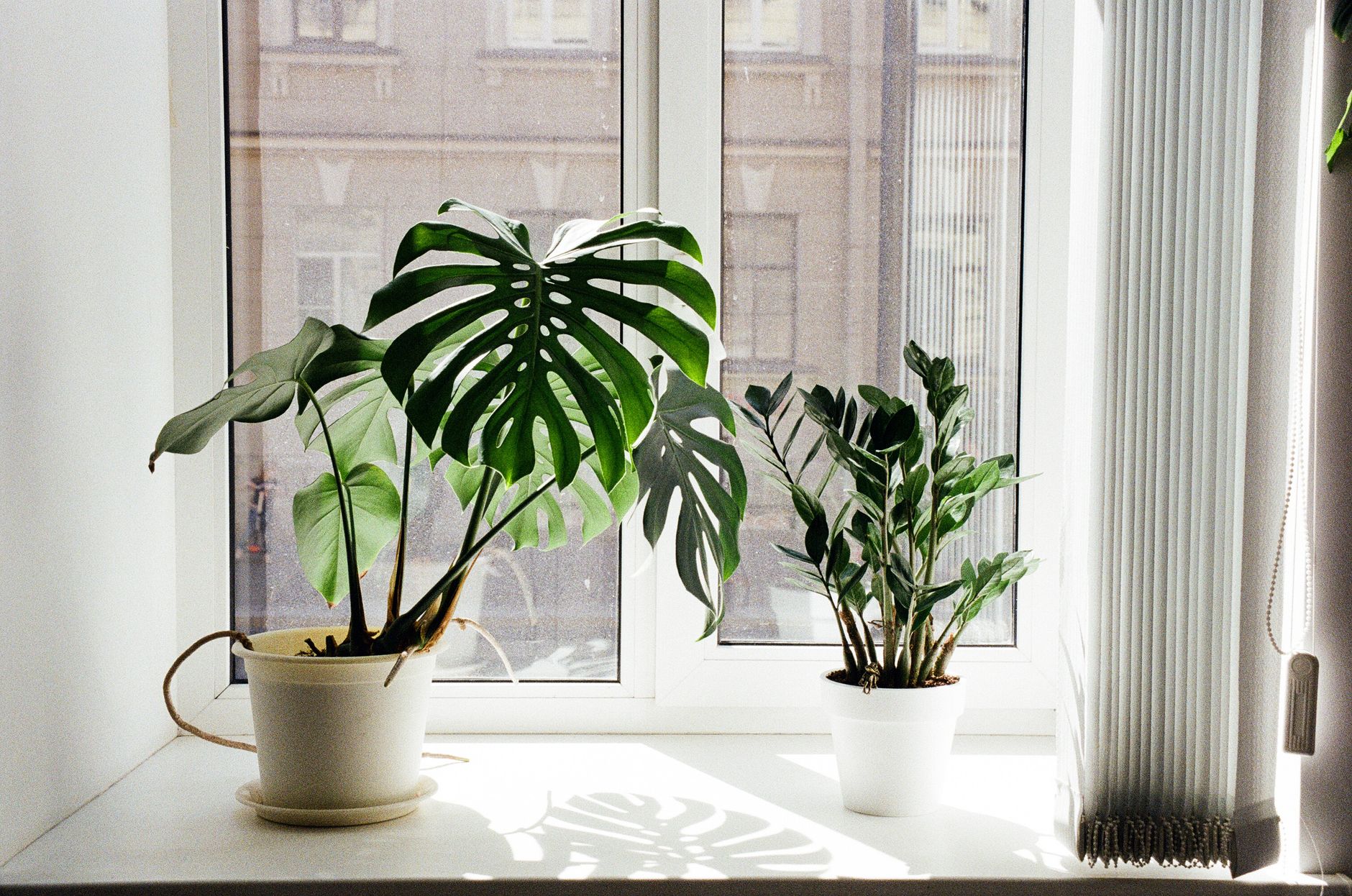 Fenêtre lumineuse avec plantes Monstera et Zamioculcas au soleil.