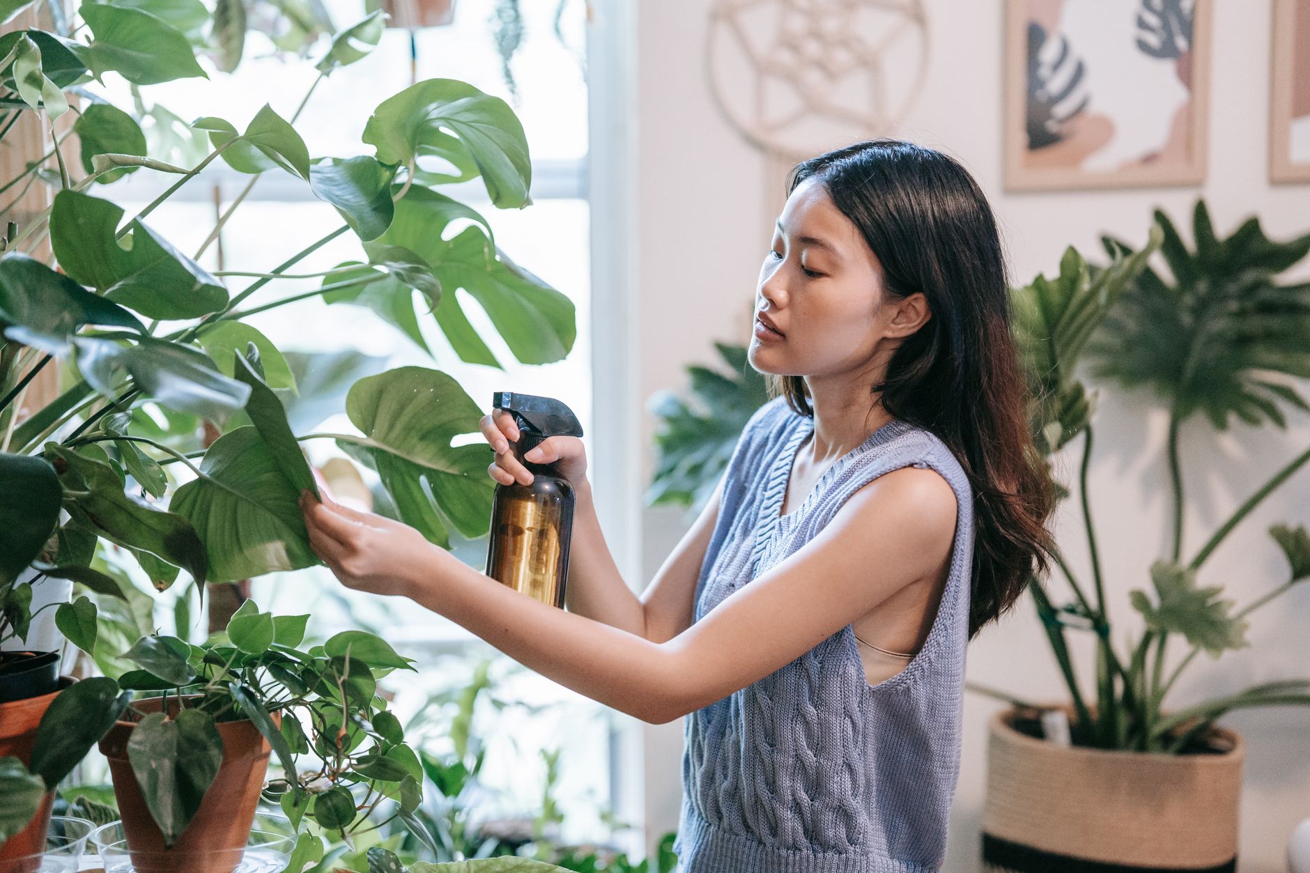 Jeune femme prenant soin de sa plante Monstera avec un vaporisateur.