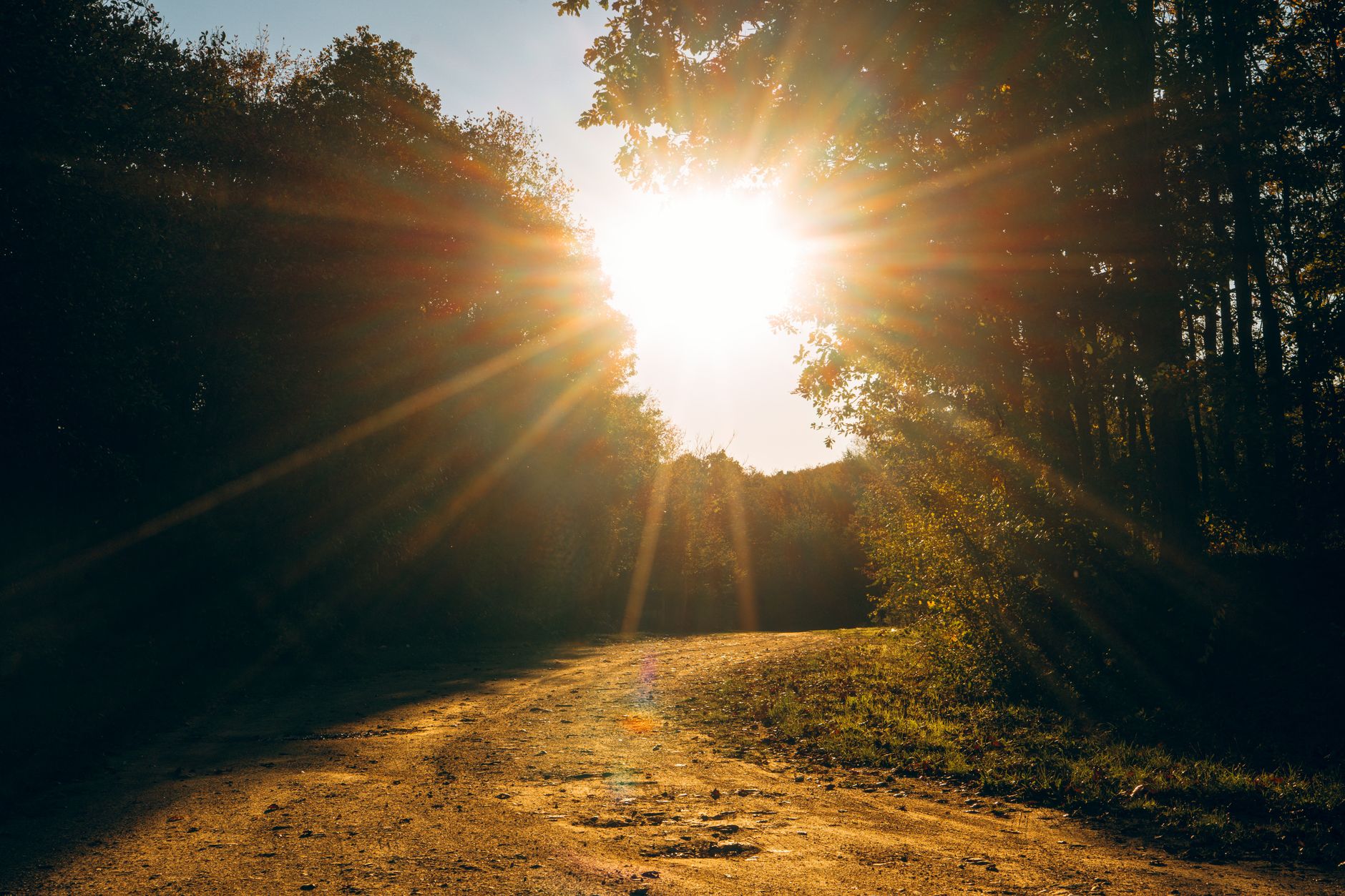 Rayons de soleil dorés sur un sentier forestier paisible.