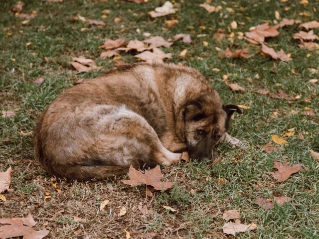 Pourquoi une simple feuille dans votre chambre peut améliorer votre sommeil ?
