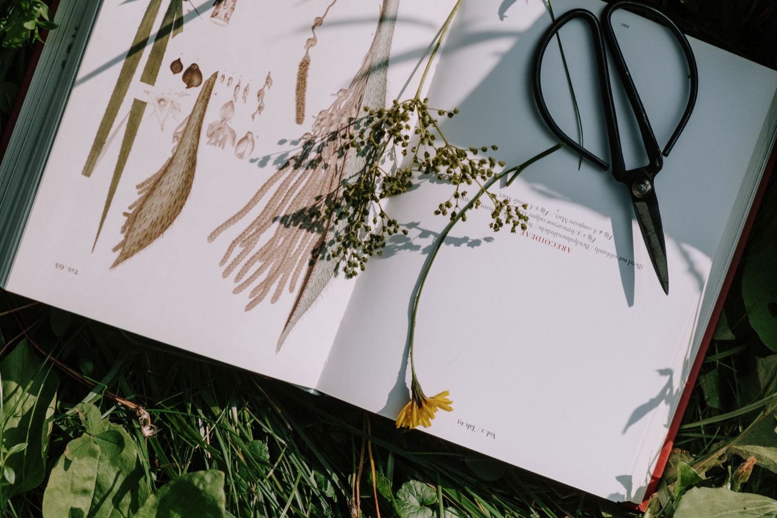cahier de notes et plantes séchées pour une formation en phytothérapie