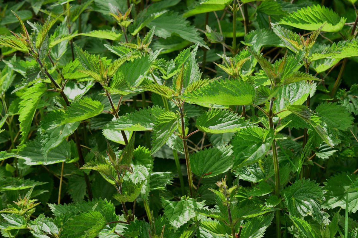 Livre sur les plantes médicinales : quoi lire avant de se lancer