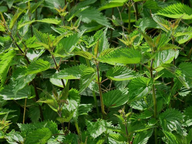 Livre sur les plantes médicinales : quoi lire avant de se lancer