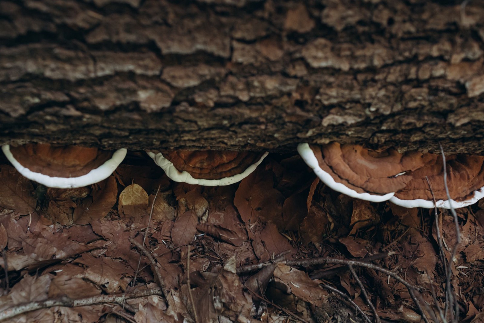 Reishi poussant sur une souche en forêt, chapeau brillant brun-rouge